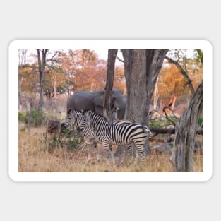 Zebras and Elephants together in Moremi Game Reserve, Botswana, Africa Sticker